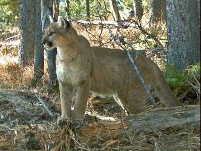 A young cougar protecting its kill.